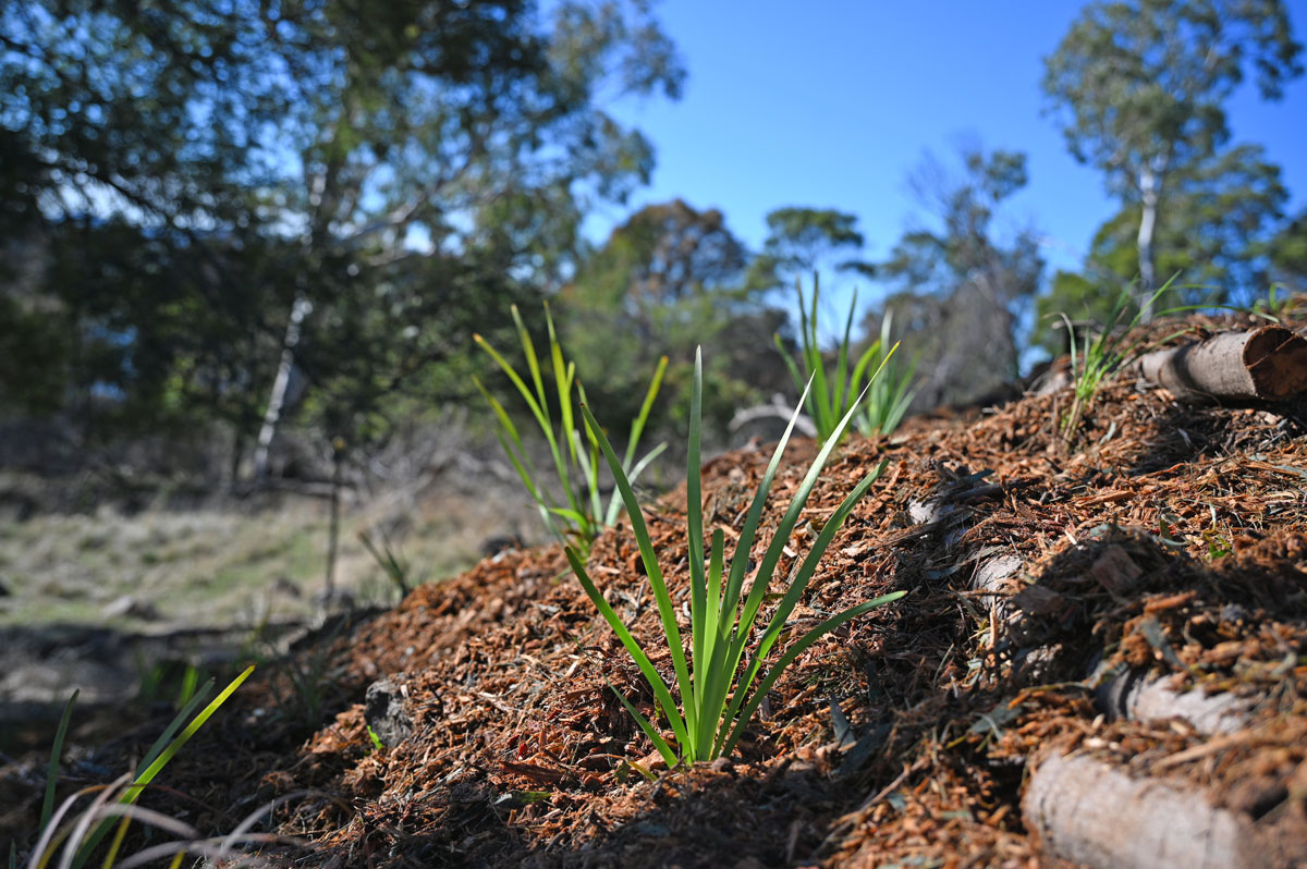 New plantings.