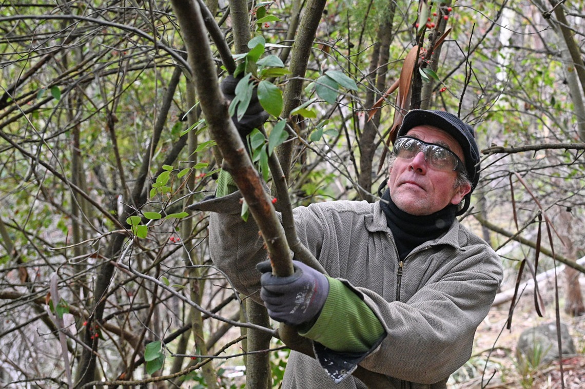 Bushcare volunteer removing thick woody weeds.