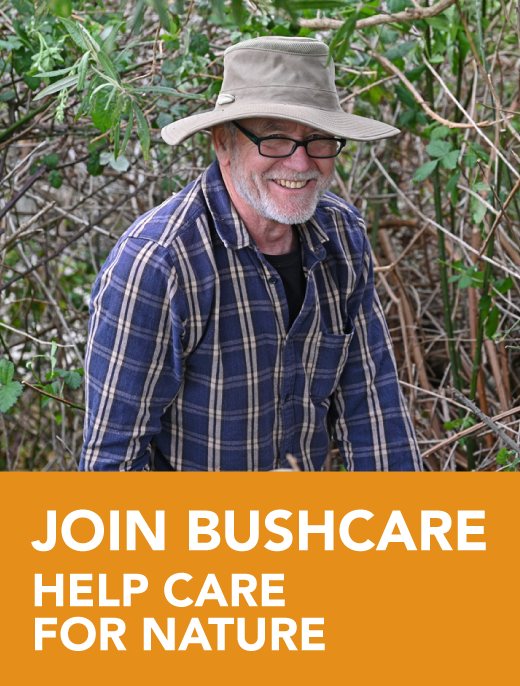 Hobart-News-Join-Bushcare.png