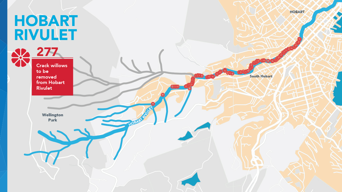Wilow-removal-Hobart-rivulet.jpg