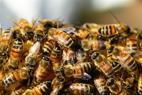 Bees and wasps