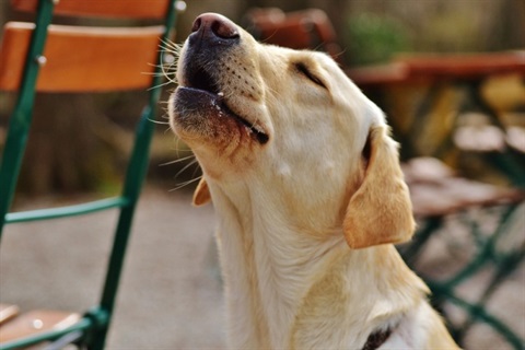 labrador-animal complainta page- pixabay no attribution.jpg