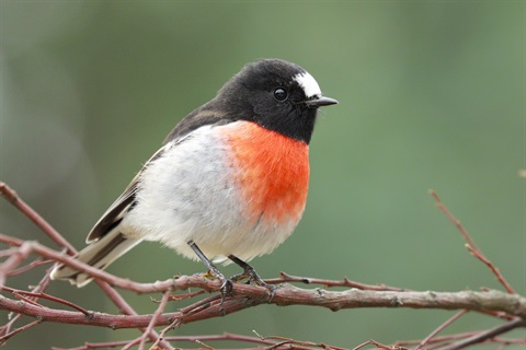 Scarlet Robin - Male - Petroica boodang - LORES - CREDIT Michael Roberts.jpg