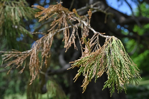 Giant-sequoia-in-St-Davids-Park.jpg