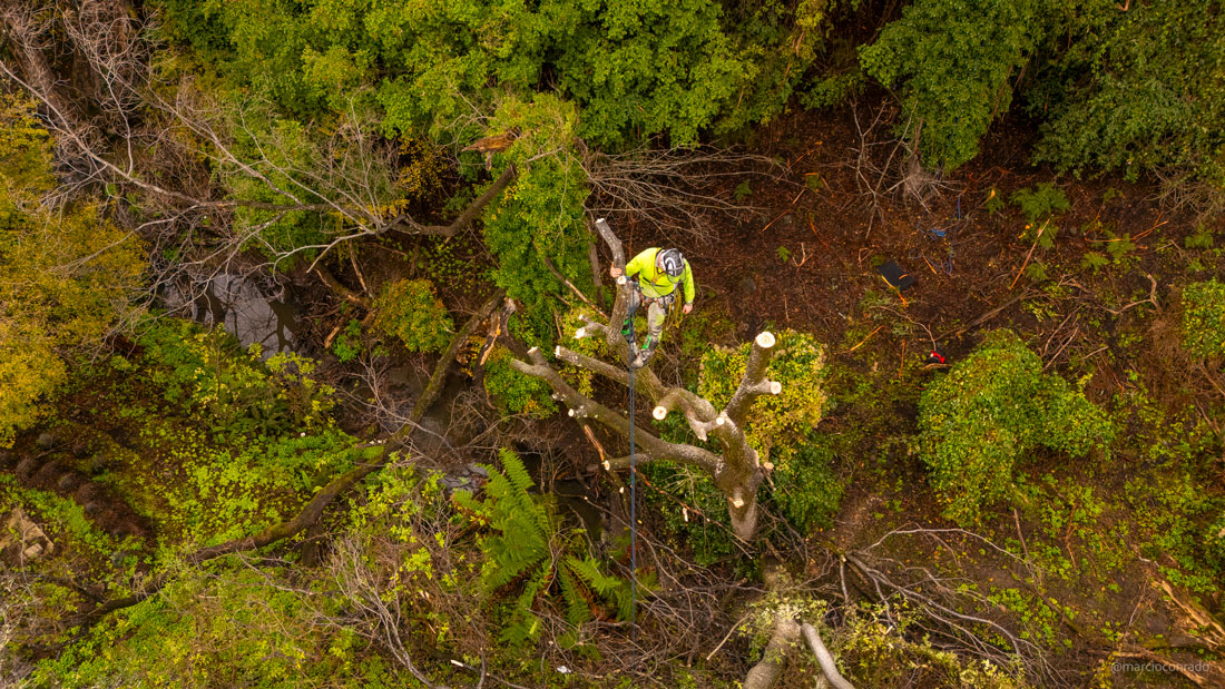 Removal of cracked willow in Sandy Bay Rivulet.