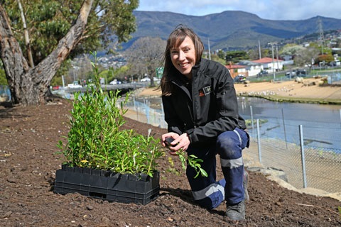 New Town Rivulet planting