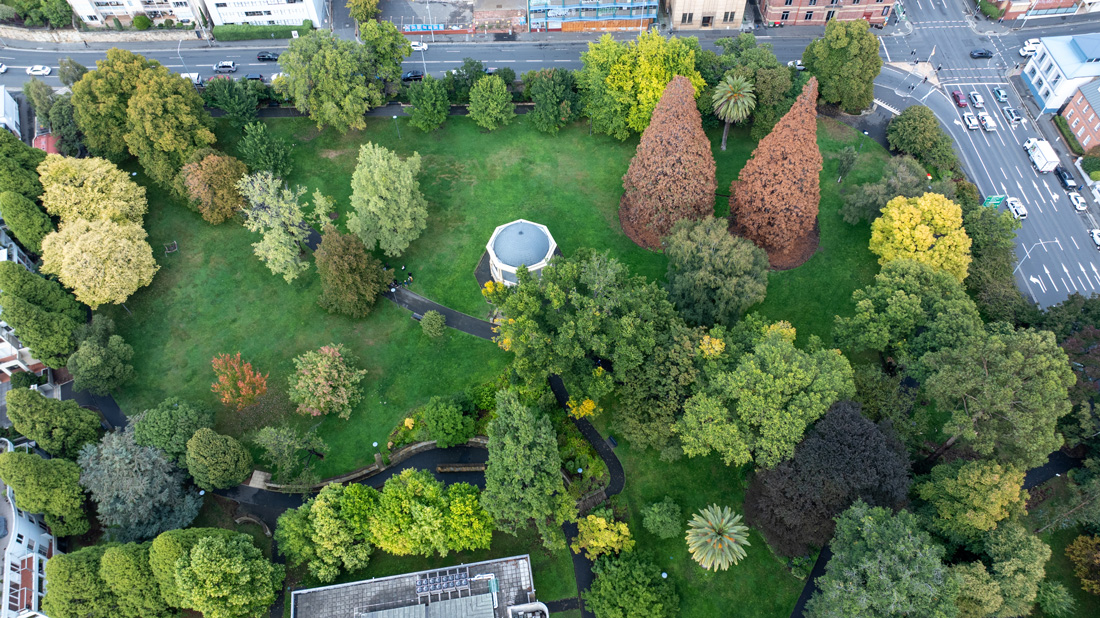 Aerial view of the giant sequoias taken in late March 2026.