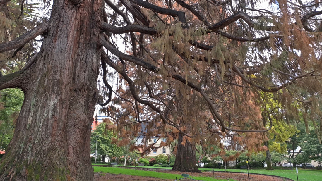 Giant-sequoias-3-St-Davids-Park-2026-March.jpg