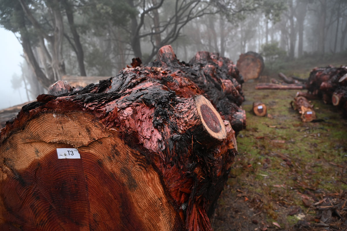 One of the giant sequoia barrels