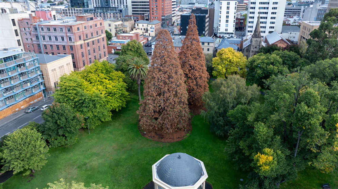Giant sequoias in St David's Park