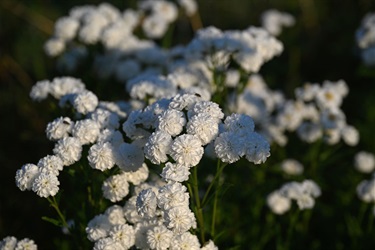 Nature-strip-plants-JS1_9658.jpg