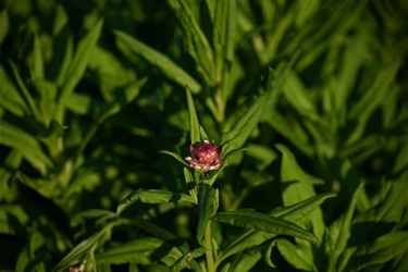 Nature-strip-plants-JS1_9663.jpg