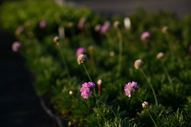 Nature-strip-plants-JS1_9670.jpg