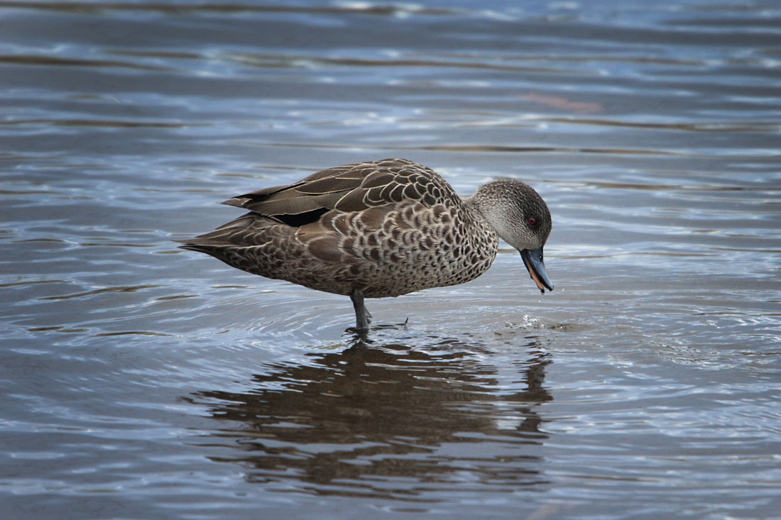Grey teal on the New Town Rivulet