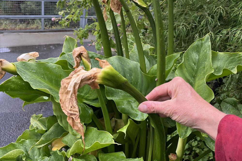 Dead leaves on arum lily