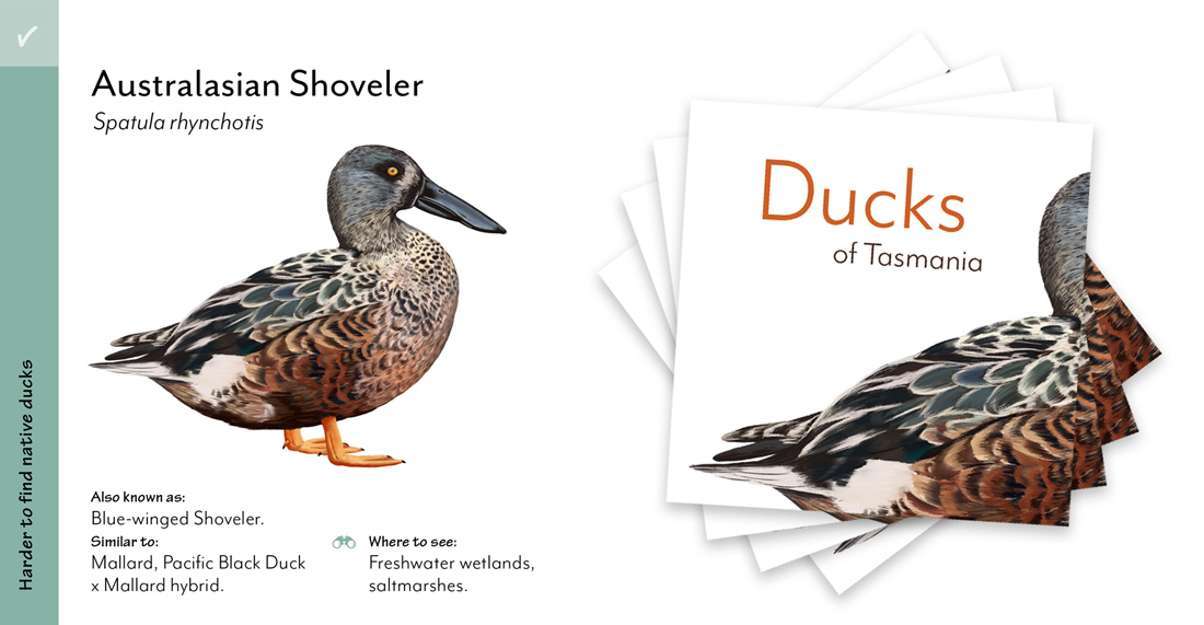 Ducks of Tasmania booklet