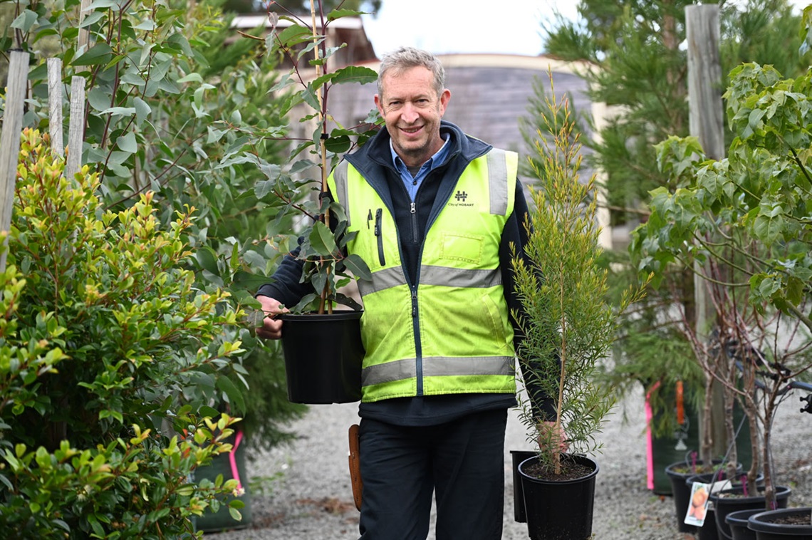 Picture of man carrying trees surrounded by larger trees