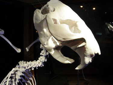 David Campbell, Rostrum castoris aviforme, 2025