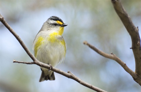 Striated pardalote.jpg