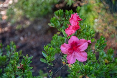 Cascade-Gardens-Flower-DSC_1596.jpg