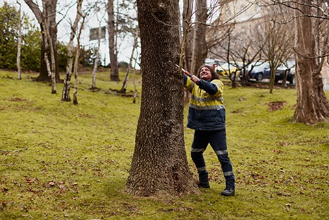 Tree-management.jpg