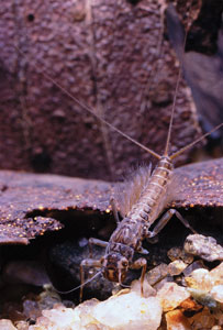 Tinsel-gilled mayfly