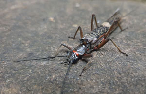 U-sthenid stonefly