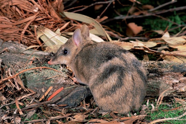 Bandicoot in a garden