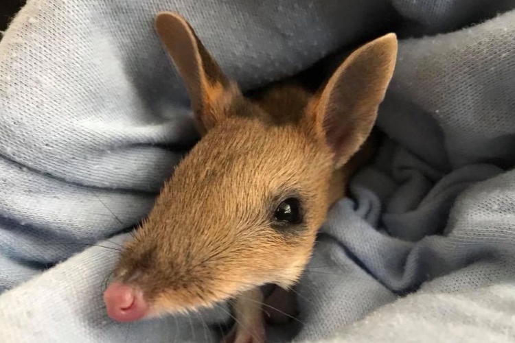 Eastern barred bandicoot (Image courtesy of Bonorong)