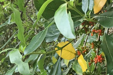 Yellow leaves