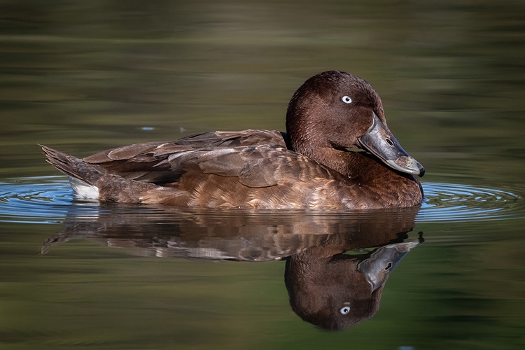 Hardhead male (Photo: Helen Cunningham)