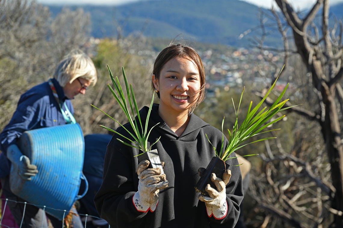 Planting understorey plants