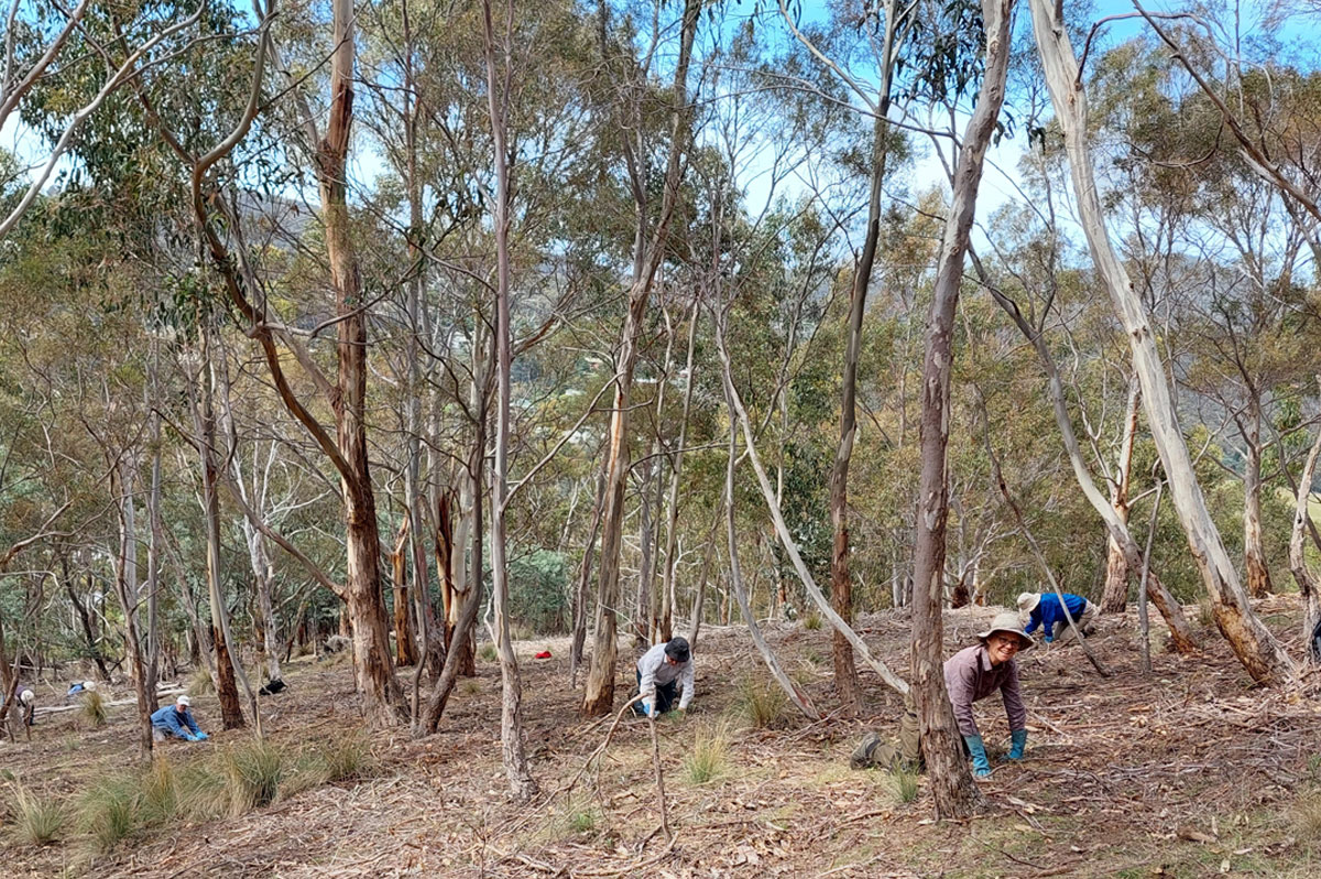 Bushcare volunteers tackling weeds