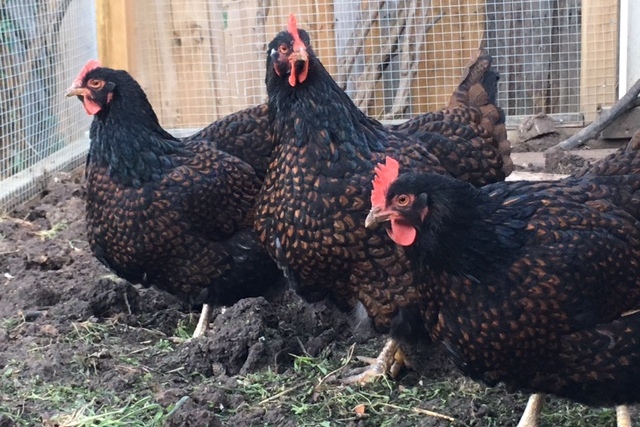 Hens