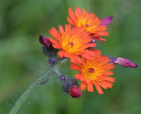 Orange-hawkweed flower.jpg
