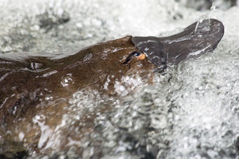 Platypus-Photo-Michael-Roberts.jpg