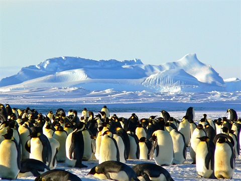 emperor-penguins-429127_960_720.jpg