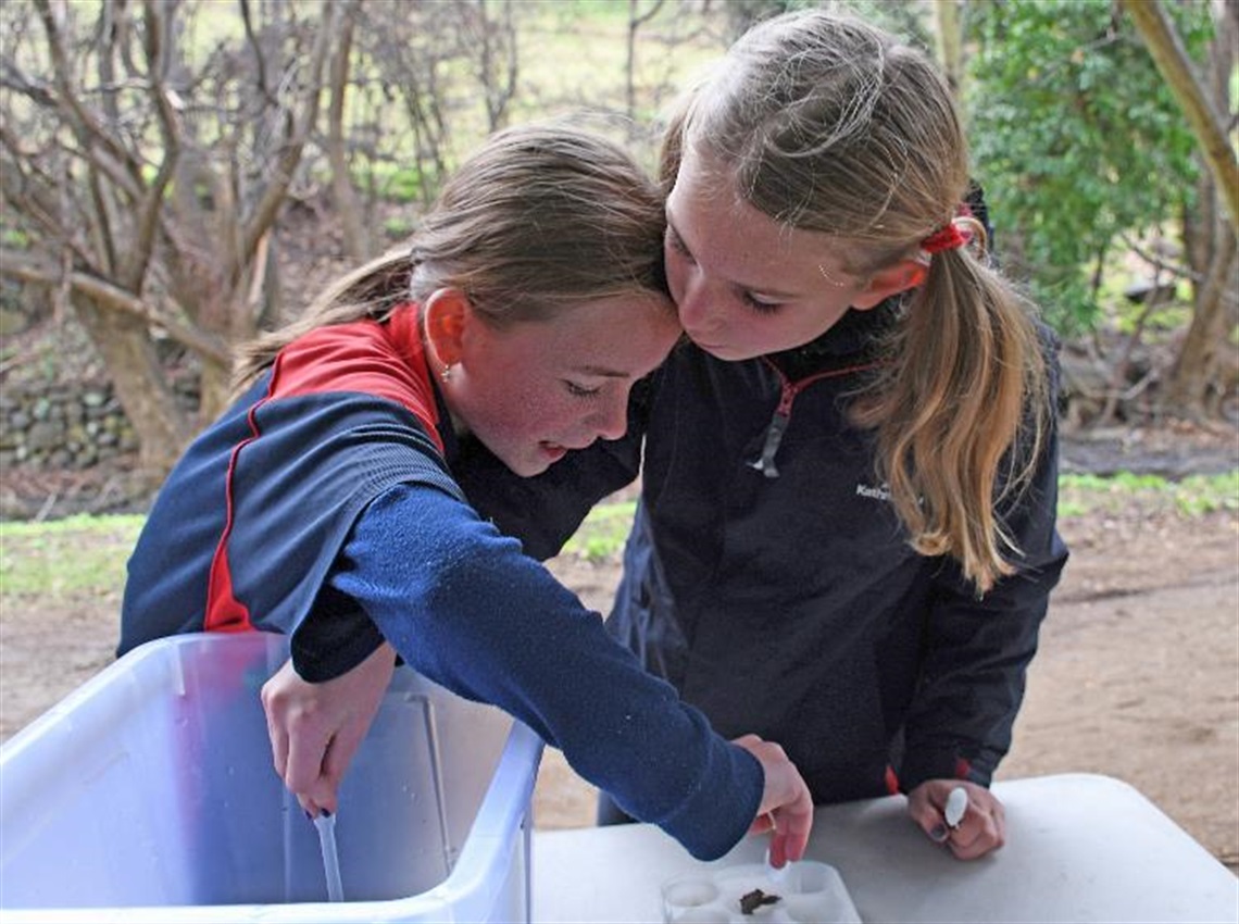 Waterbug wonderland-South Hobart Primary School-2023 June-DSC_7822.jpg