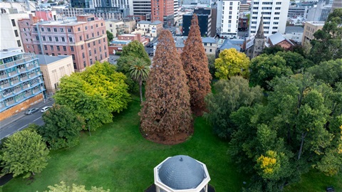 st_davids_trees--4 (socials).jpg